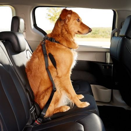Λουρί-ζώνες ασφαλείας αυτοκινήτου για σκύλους & γάτες - skroutz.com.cy